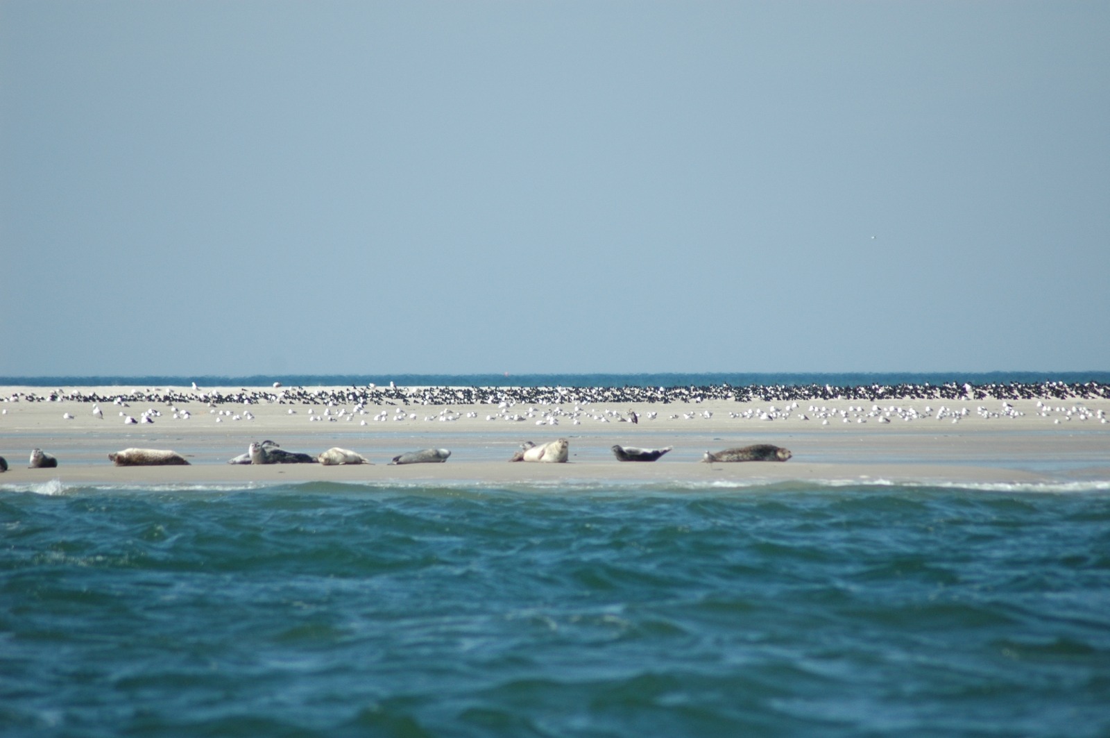 De luierende zeehonden in de verte op een zandplaat doen je beseffen dat je toch ‘gewoon’ op de Waddenzee vaart.