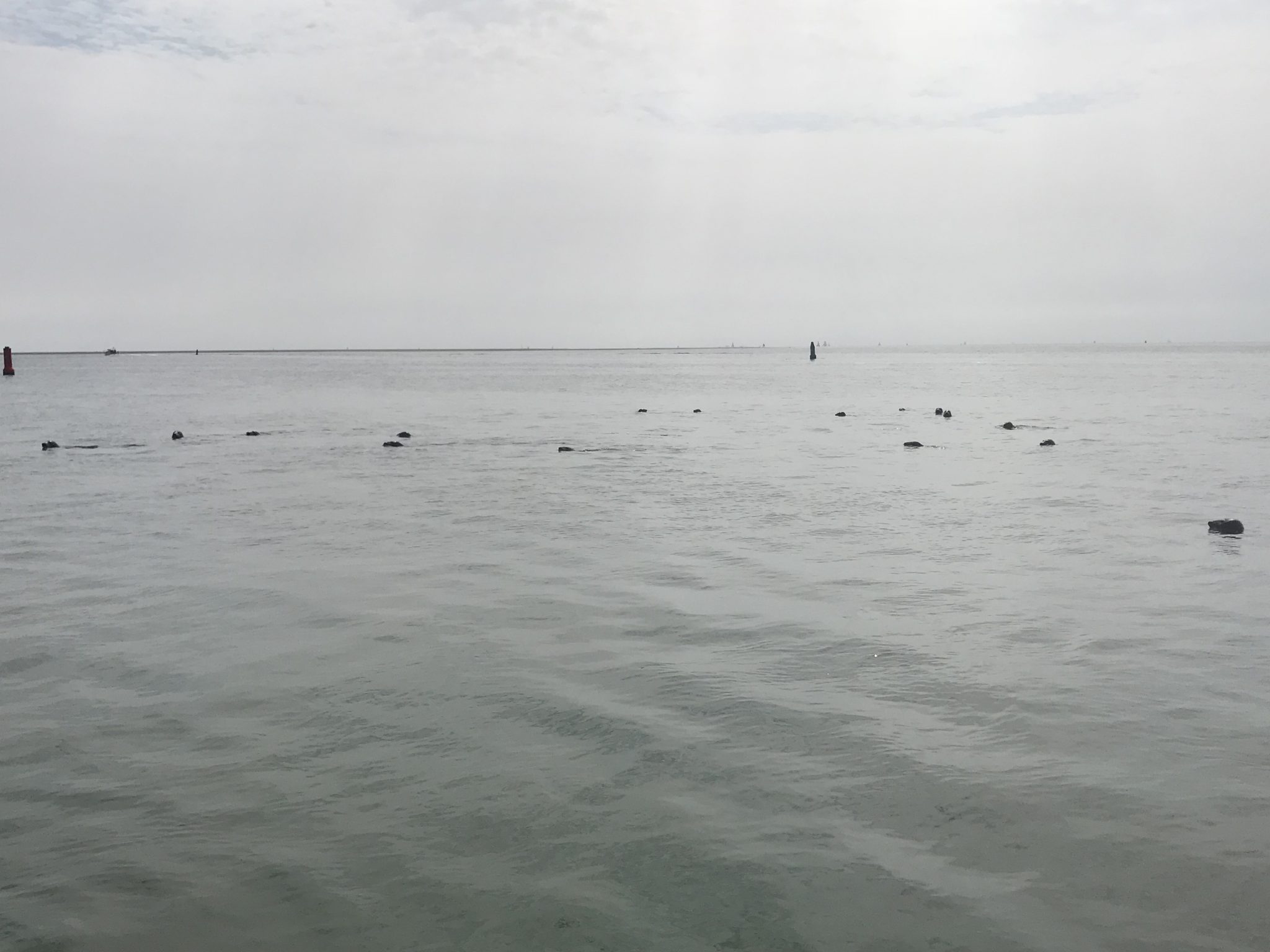 Natuur belevingsweek op het wad