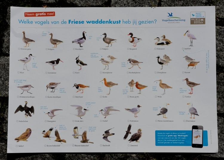 Waddenweek voor vogelaars 4-10 Aug 2018