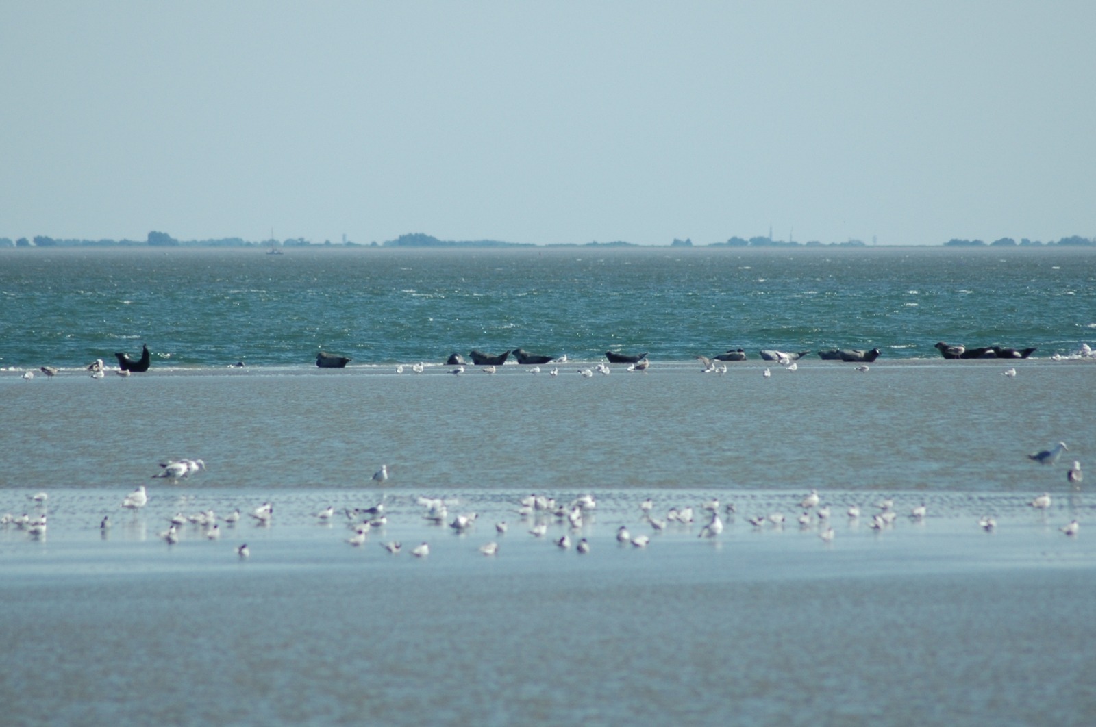 Op het dek kunnen we voorbeeld nemen aan die zeehonden.