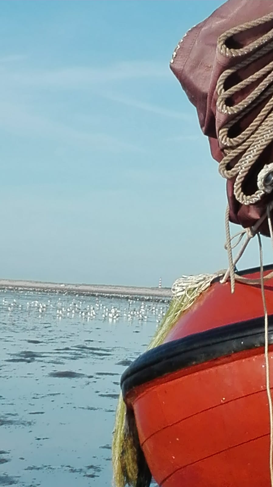 Waddenweek voor vogelaars 4-10 Aug 2018