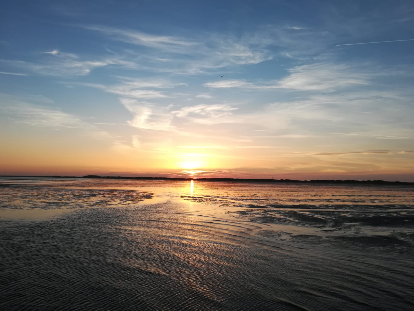 Waddenweek voor vogelaars 4-10 Aug 2018